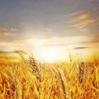 ۳ هکتار دیم زار در روستای جوشقان ب فروش میرسد