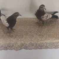 یک جفت جوجه کله دم سبز