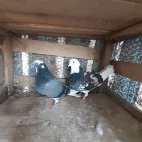 ۷ جفت کبوتر