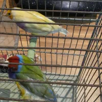 یک جفت فنچ گلدین زیبا