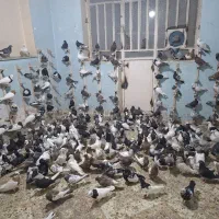 حراج دسته رنگی ارزان قیمت