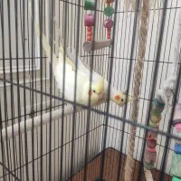 یک جفت طوطی عروس هلندی|پرنده|کرمان, |دیوار