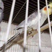 عروس هلندی نراهویی دستی|پرنده|تربتحیدریه, دیزقند|دیوار