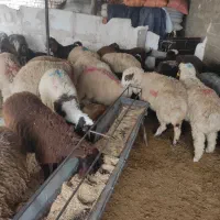 گوسفند زنده پلاک سلامت بره نرینه کلات