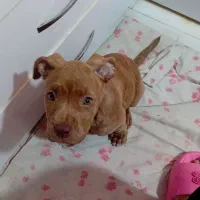 واگذار سگ پیت بول