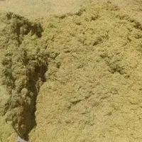 کاه عدس از دل زمینهای روستای سامانلو