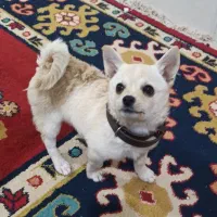 سگ میکس پامر اشپیتز