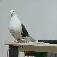 کفتر یه بالش مشکی