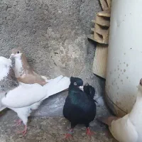 زاغ|پرنده|یزد, |دیوار