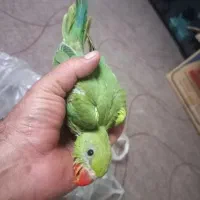 جوجه ملنگو ۳۲و ۳۵روزه
