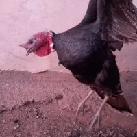 فروش بوقلمو (بوق)|حیوانات مزرعه|بیستون, |دیوار