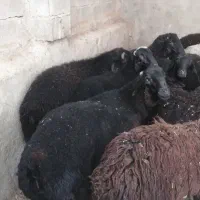 بره نره چاق