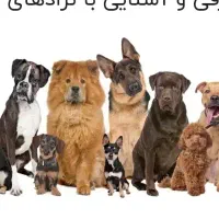 یک قلاده سگ نژاد دار پیدا شده