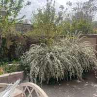 لابیاپلاستی لیزری بدون بخیه خونریزی درد و‌نقاحت