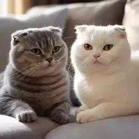 گربه پیدا شده