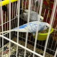 فروش یه جفت عروس هلندی آلبینو و مرغ عشق