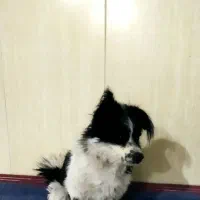 فروش سگ پاکوتاه بردر کولی.|سگ|پاکدشت, پارچین|دیوار