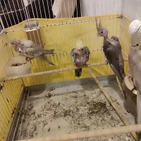 جوجه عروس هلندی|پرنده|چالوس, |دیوار
