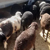 ۴۵عددبره شیرمست نرماده