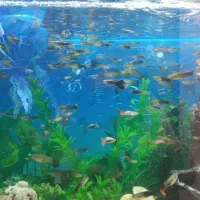 ماهی گوپی|ماهی|پاکدشت, خاتون آباد|دیوار