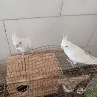 عروس هلندی البینو|پرنده|شیراز, میانرود|دیوار