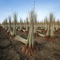 جشنواره پاییزی فروش نهال شال تا 40٪ تخفیف ویژه