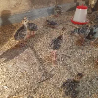 فروش جوجه بوقلمون برنزوبوربون سینه پهن سالم  سرحال