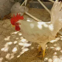 خروس جوان و سرحال