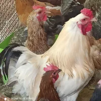 خروس لاری و برهمان