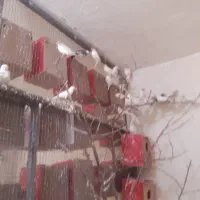 فنچ نرگسی زبرا کینگ لپ سیا