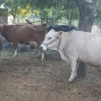 گاو گوساله