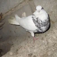 طوقی هفت رنگ ماده