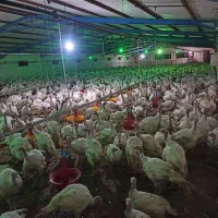 کارگر مرغداری در پرورش بوقلمون