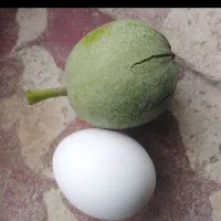 بهترین گردوی بذری باضمانت