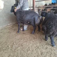 فروش بره نر