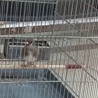 سهره دورگ داغسر