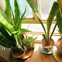 گل وگیاه|گل و گیاه طبیعی|یاسوج, |دیوار