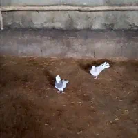 کفتر توقی با یک شازده