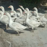 غاز|حیوانات مزرعه|کرمانشاه, |دیوار