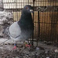 کبوترپلاکی عراق