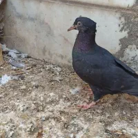 سینه|پرنده|داراب, |دیوار
