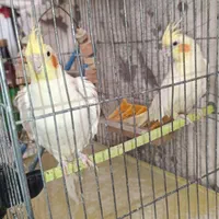 عروس هلندی لوتینو