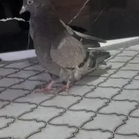 جوجه سبز  طوقی|پرنده|بم, |دیوار