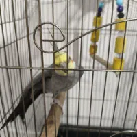 عروس هلندی نر بالغ|پرنده|بومهن, |دیوار