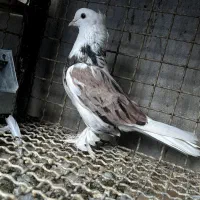یک جفت هما
