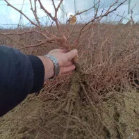 نهال انگور خارجی (وارداتی)