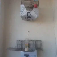۲عددسهره یکی نرویکی ماده