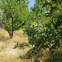 زمین باغ ویلا در دیزج باسمنج هروی|فروش خانه و ویلا|باسمنج, |دیوار