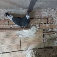 کبوتر ماده|پرنده|نسیم‌شهر, |دیوار