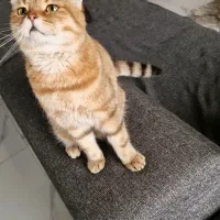 گربه بریتیش دبل فولد